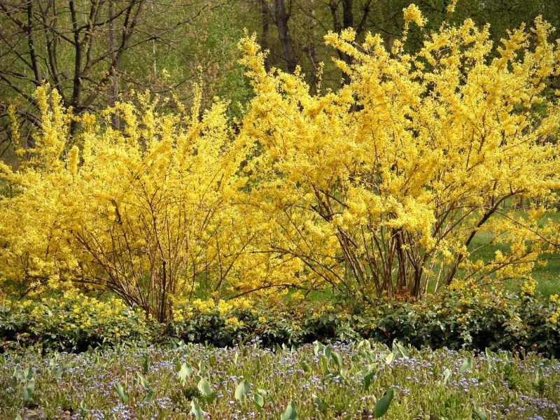 Zwei gelb blühende Forsythien stehen in freier Natur.