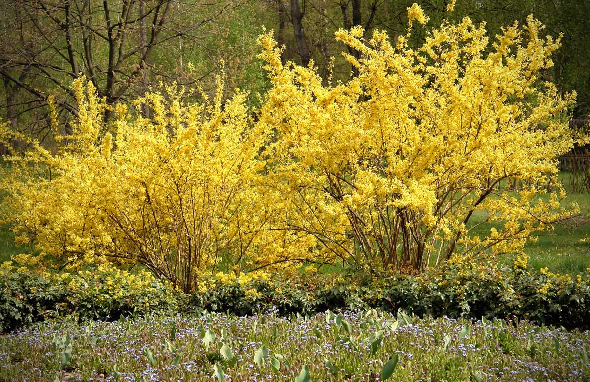 Zwei gelb blühende Forsythien stehen in freier Natur.