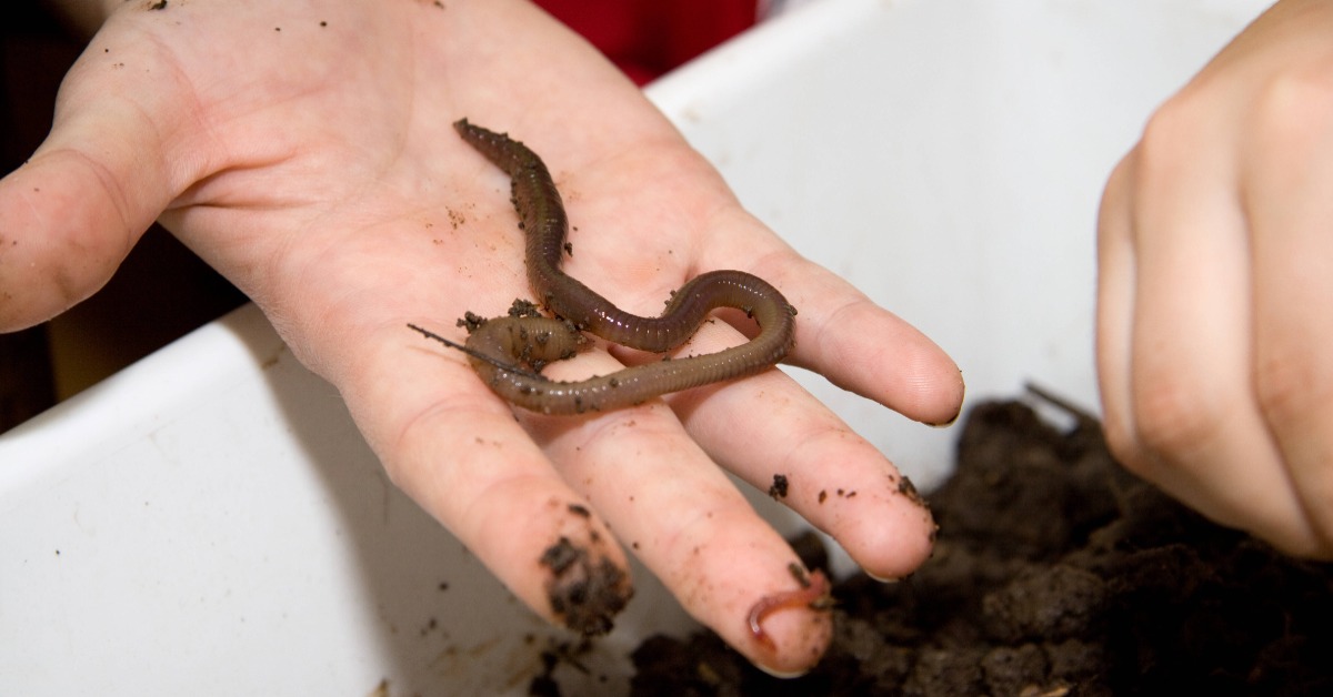 Regenwurm auf der Hand