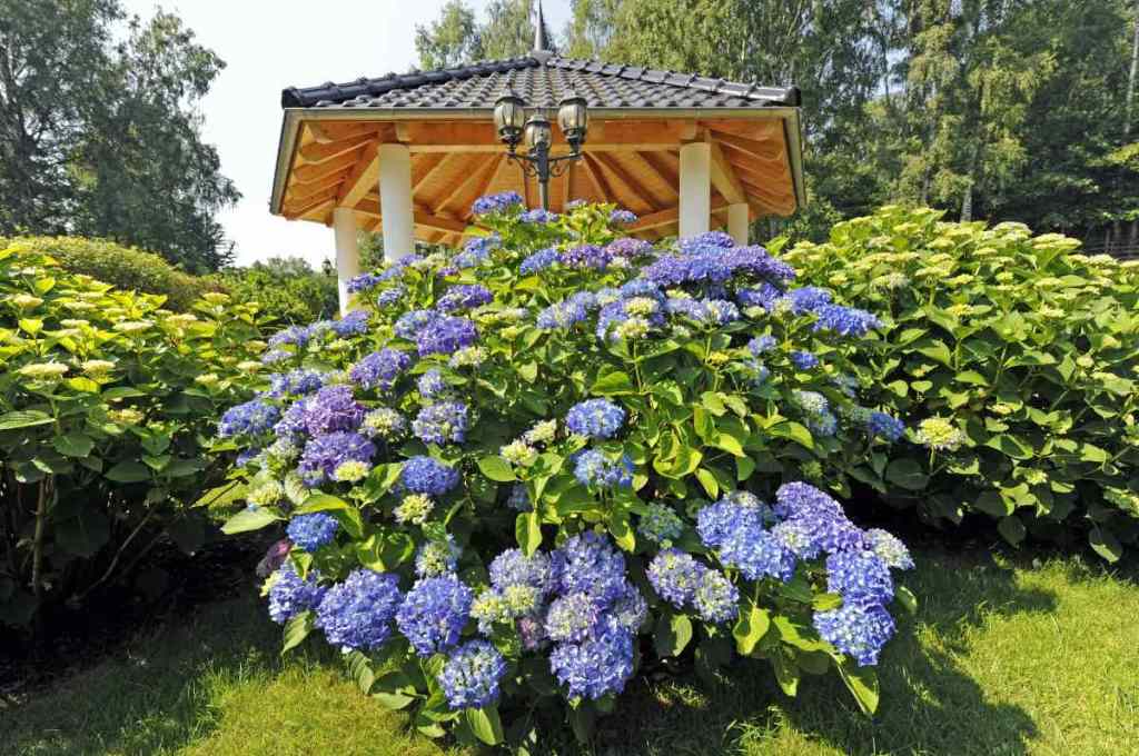 Blaue Hortensien wachsen in einem Garten vor einem weißen Pavillon.