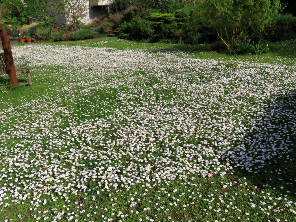 Ein Rasen voller Gänseblümchen