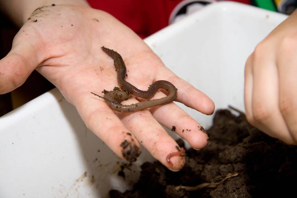 Regenwurm auf der Hand