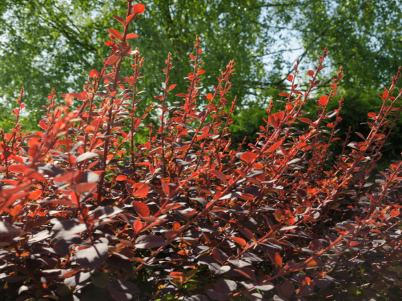 Berberitze in roter Farbe