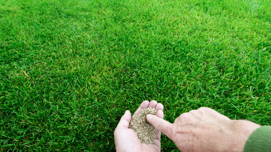 Ein Mann hält Grassamen in der Hand.