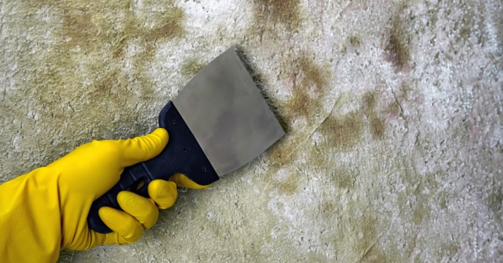 Schimmel an der Wand mit einem Spachtel entfernen