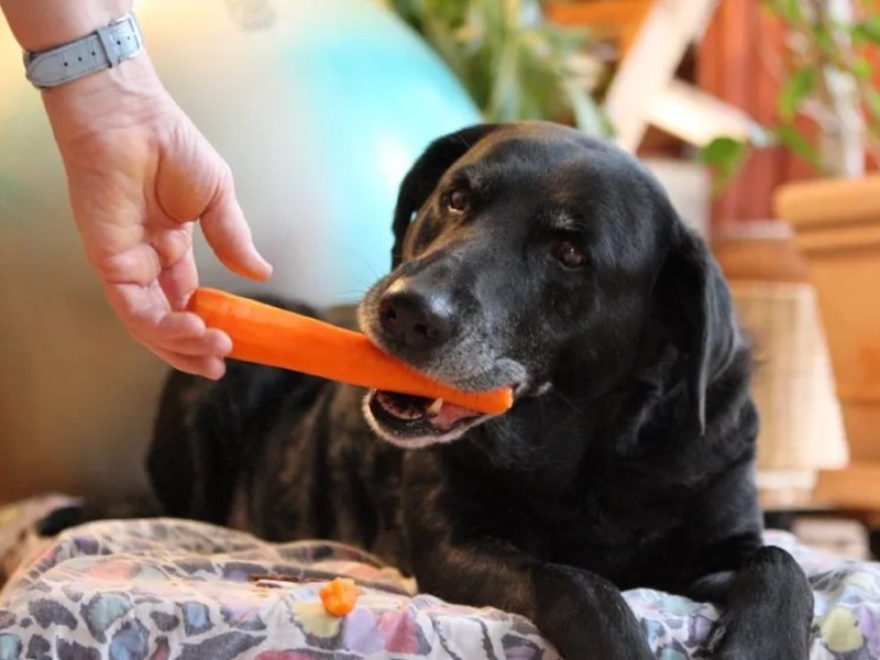 Hund frisst eine Karotte.