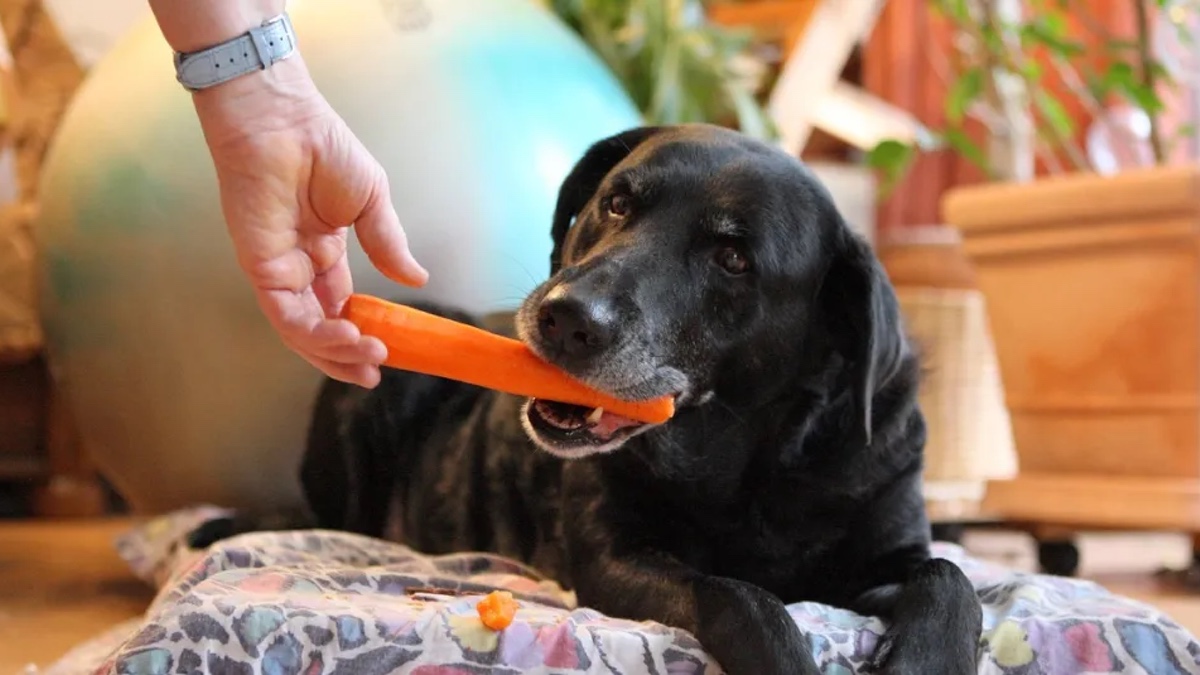 Hund frisst eine Karotte.