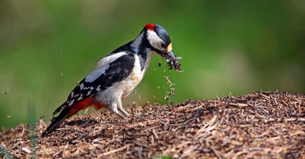 Specht frisst Ameisen