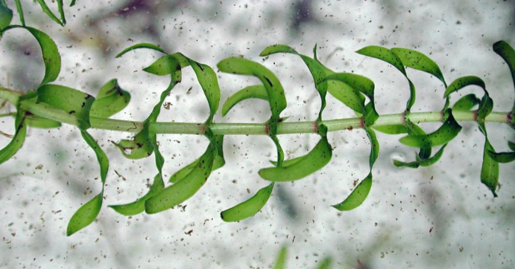 Schmalblättrige Wasserpest