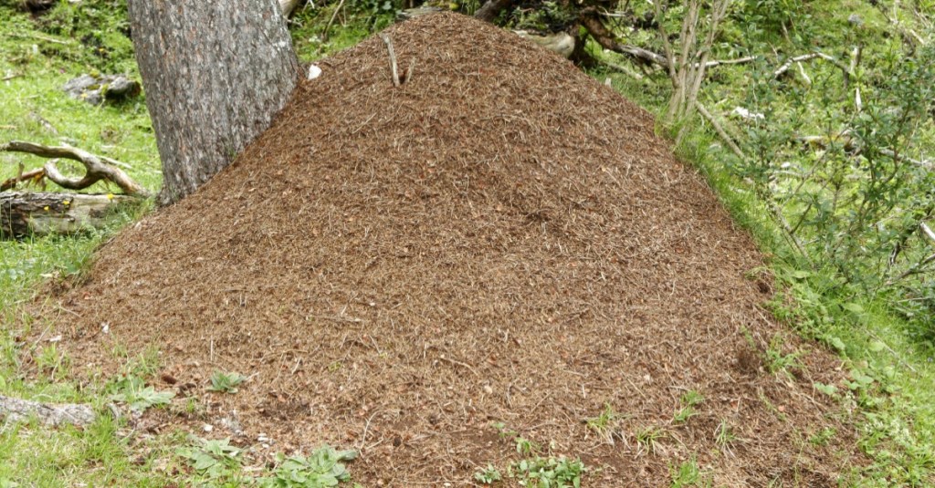 Großes Nest von roten Waldameisen