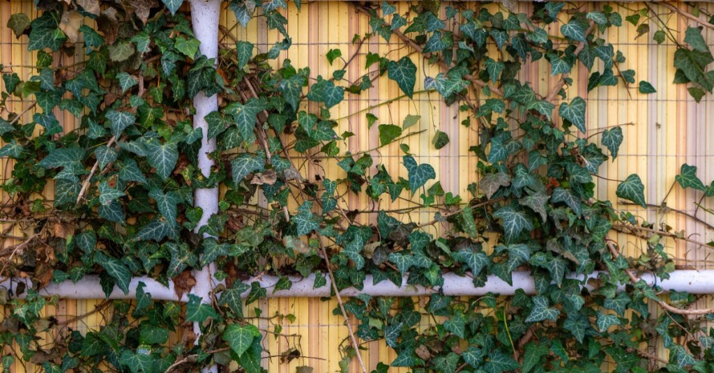 Efeupflanze rankt sich an einer Wand entlang