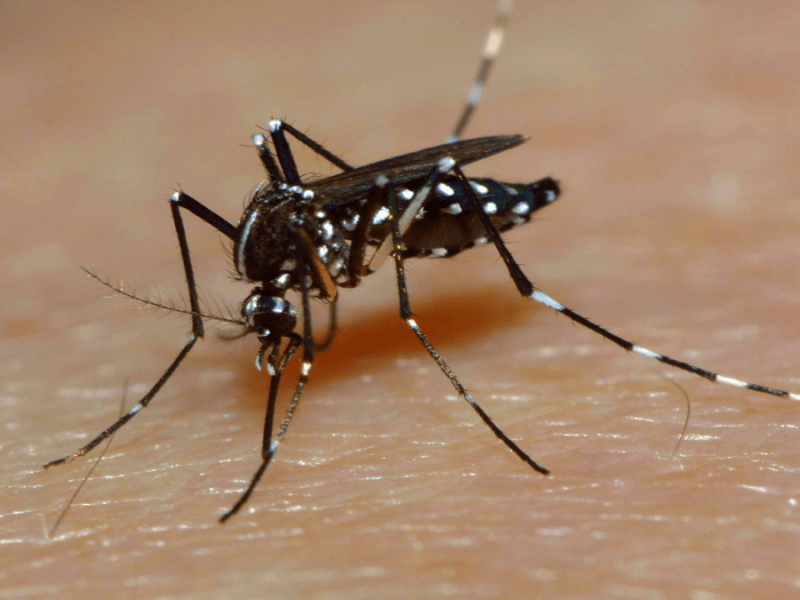 Asiatische Tigermücke in Nahaufnahme.