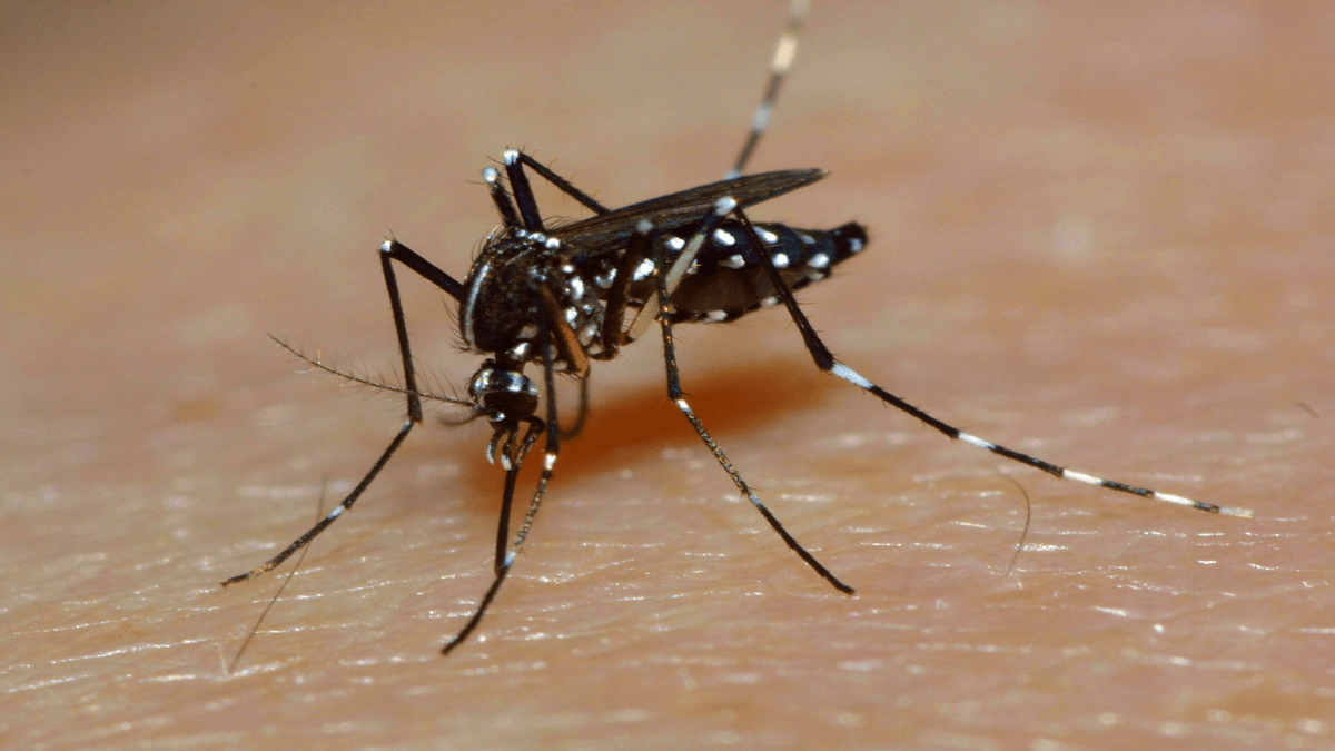 Asiatische TigermÃ¼cke in Nahaufnahme.