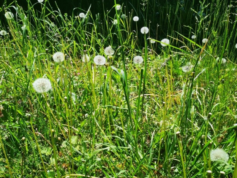 Wiese mit Pusteblumen