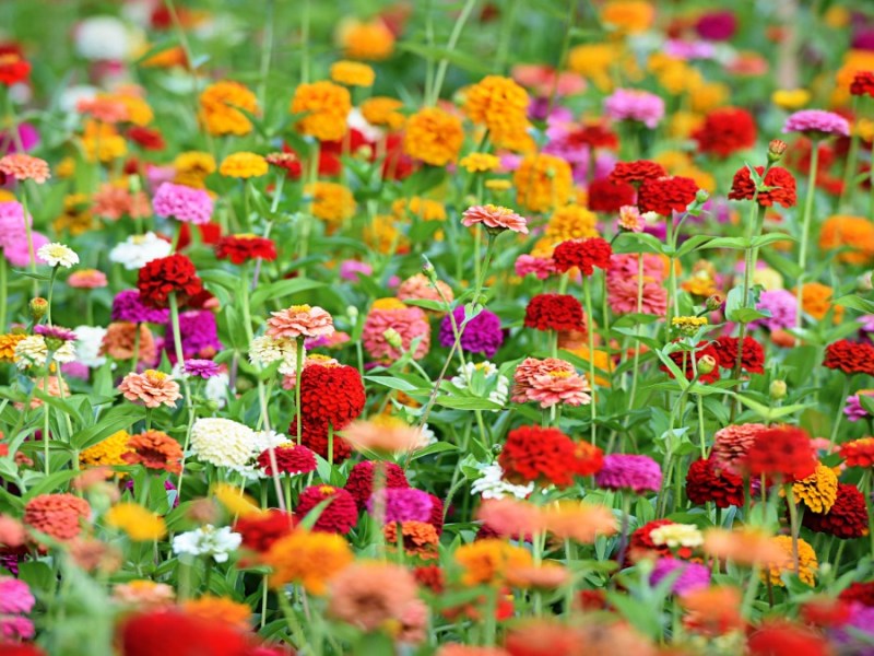 bunte Zinnien