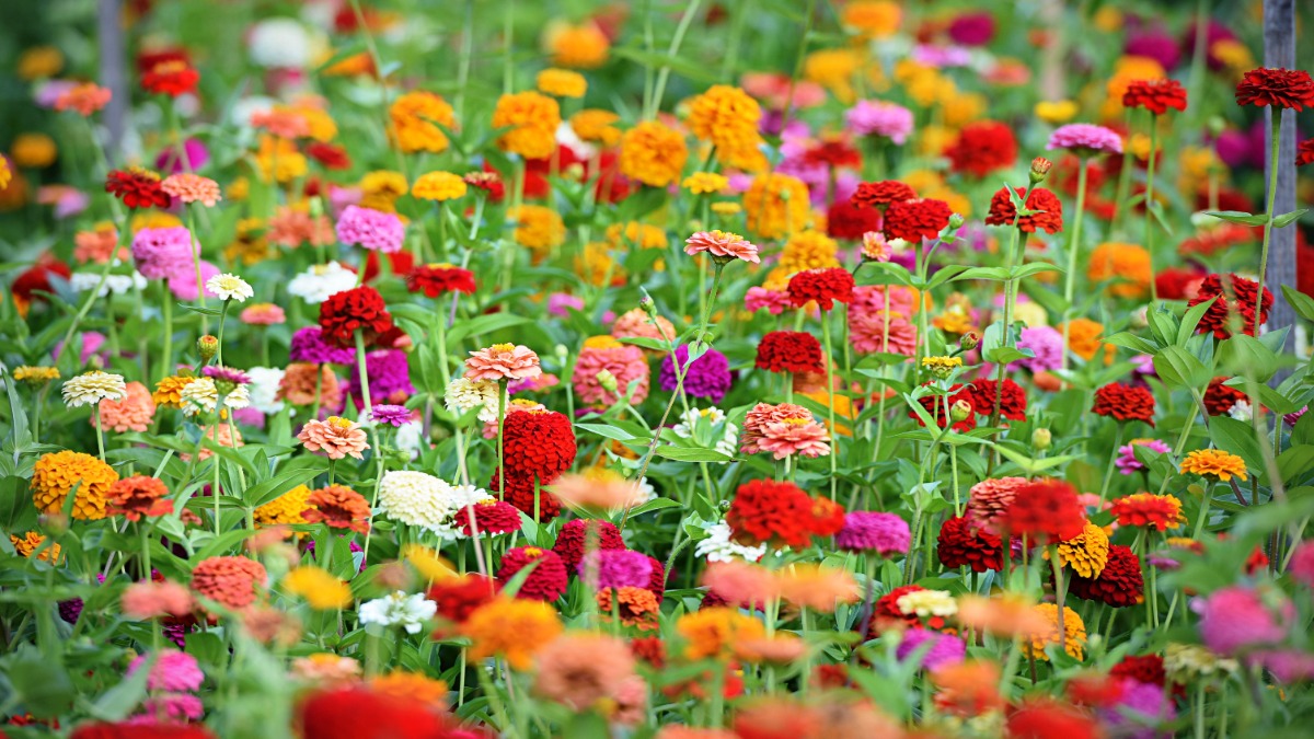 bunte Zinnien