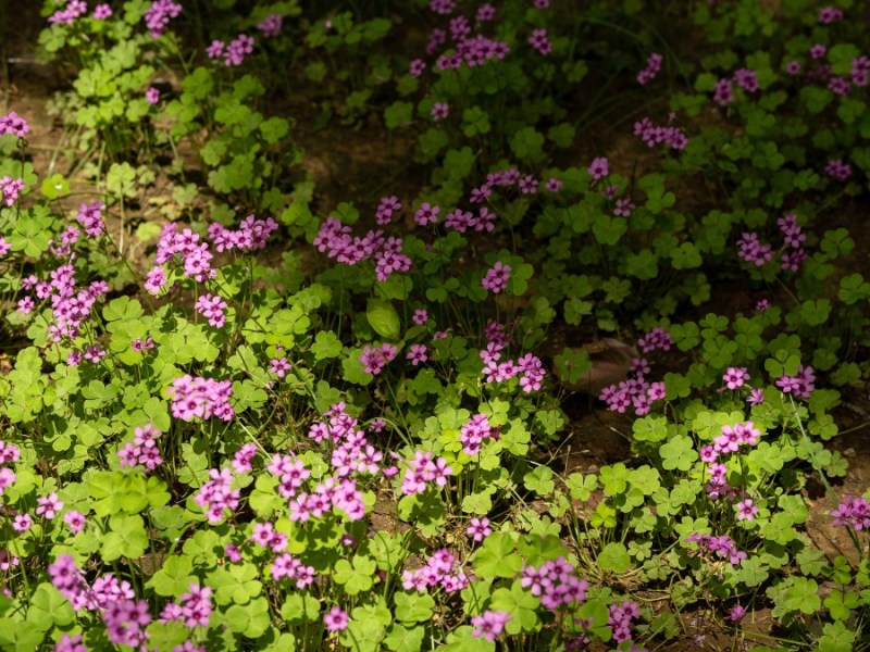 kleine pinke Blumen, die zum Teil im Schatten und zum Teil in der Sonne sind