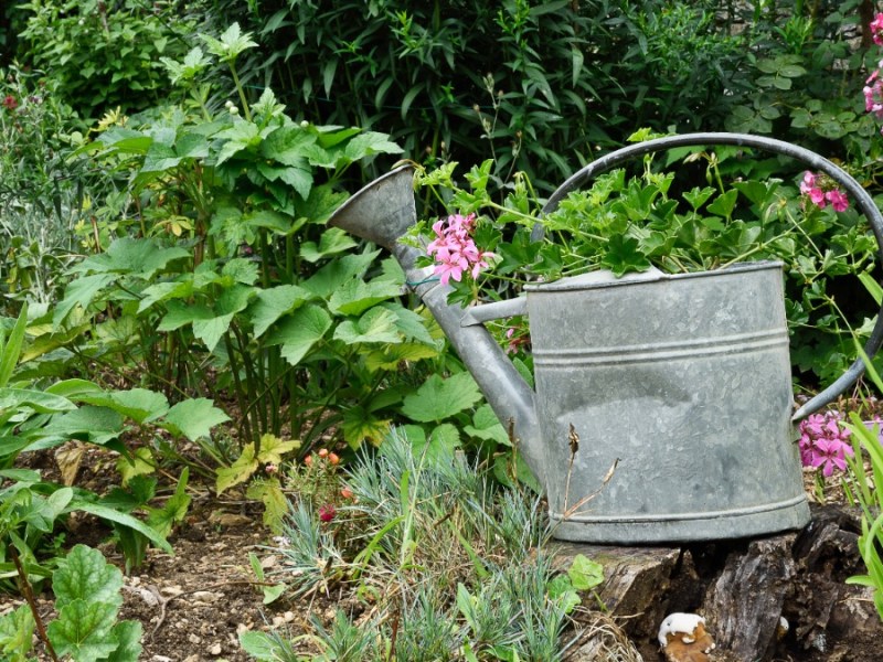 Gießkanne reinigen: eine Zinngießkanne in einem Garten