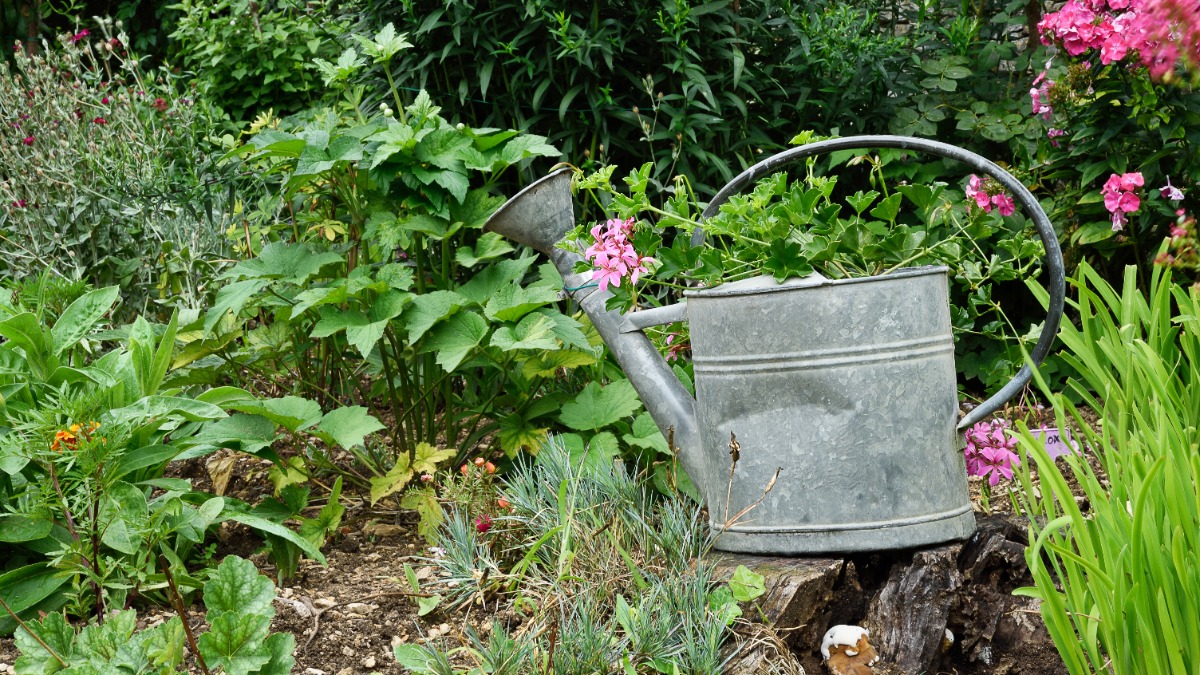 Gießkanne reinigen: eine Zinngießkanne in einem Garten