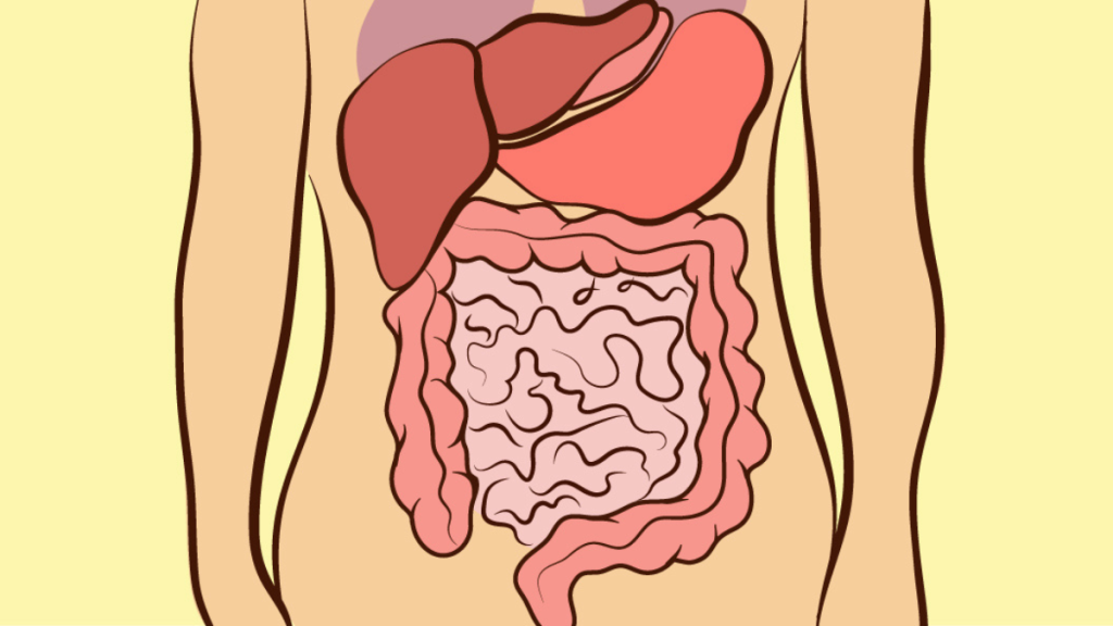 Eine Illustration der Organe eines menschlichen Körpers vor gelbem Hintergrund.