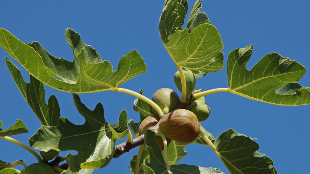 Ein Feigenbaum mit halbreifen Früchten am Ast.