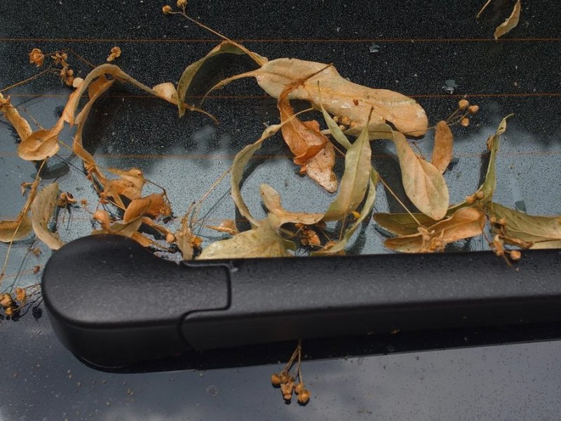 Honigtau: Blattläuse sorgen für verklebte Autos.