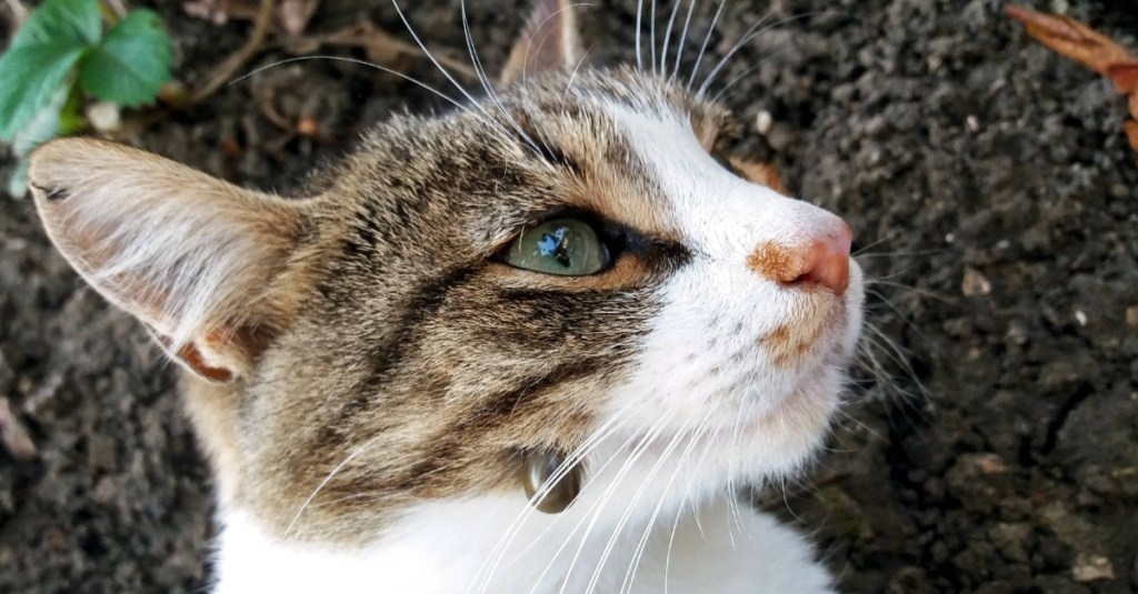 Katze mit einer riesigen Zecke am Kopf