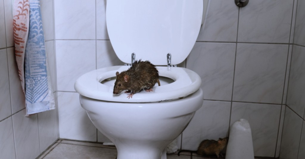 Ratte kommt aus der Toilette