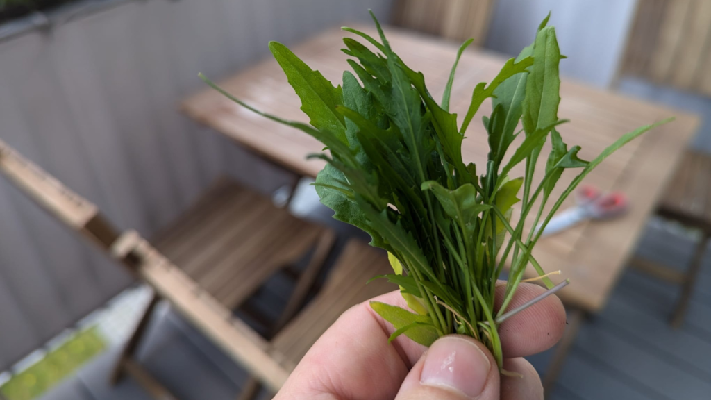 Ein Büschel Rucola wird in die Kamera gehalten.