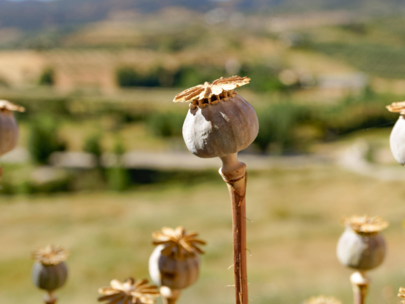 Schlafmohn auf einem Feld.