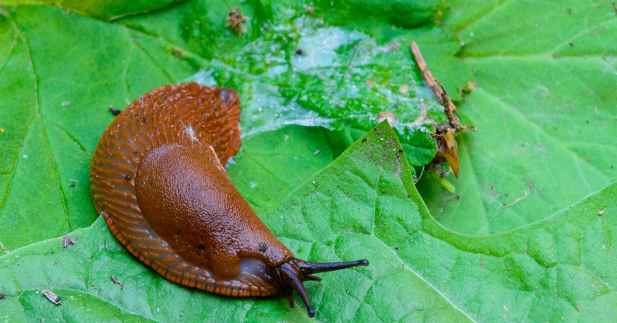 Nacktschnecke und Schneckenschleim auf einem grünen Blatt.