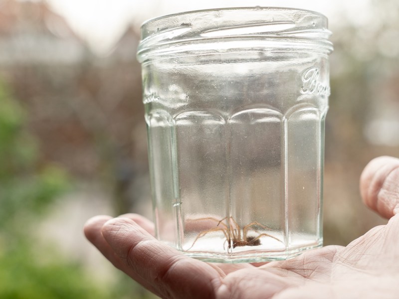 Spinne wurde in einem Glas eingefangen.