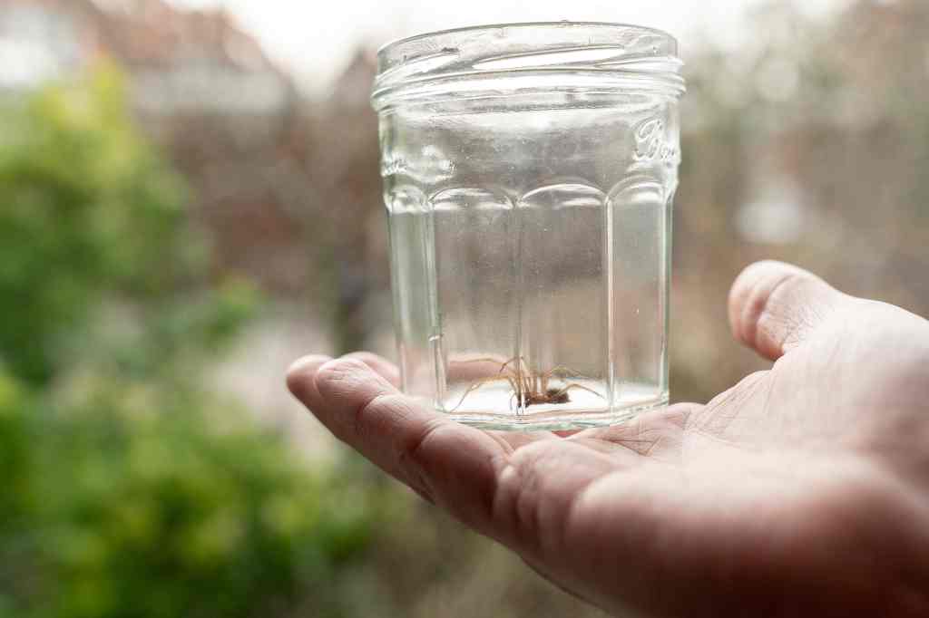 Spinne, die mit einem Glas gefangen wurde.