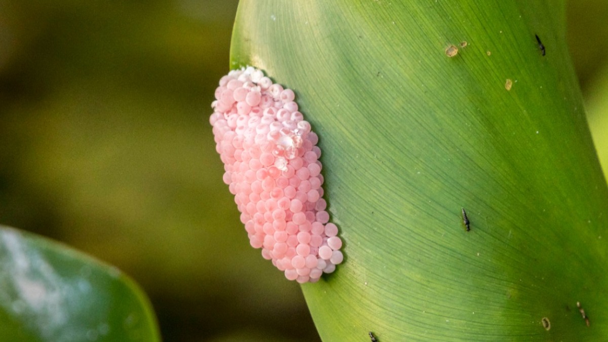 Gelege einer Apfelschnecke auf einem Blatt