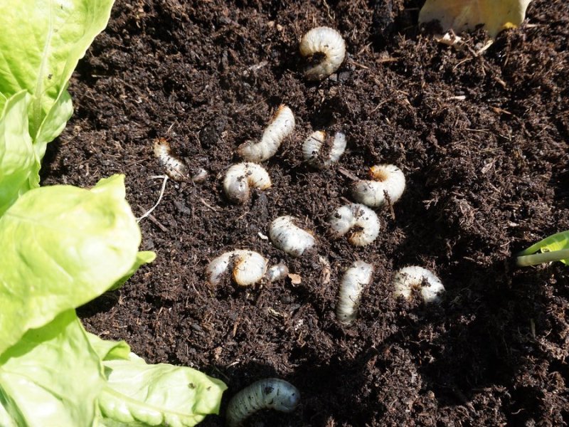 Engerlinge in der Blumenerde.