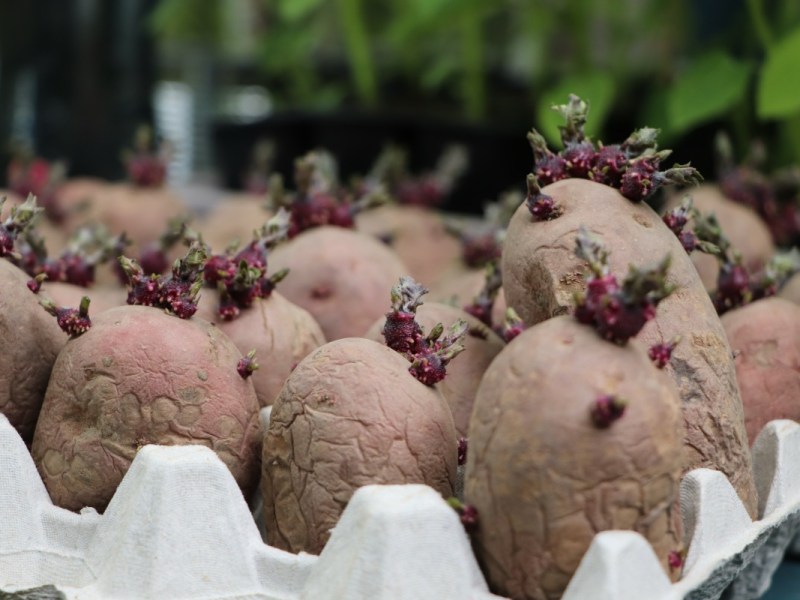 Kartoffeln werden vor dem Anbauen in einem Eierkarton zum Keimen gebracht.