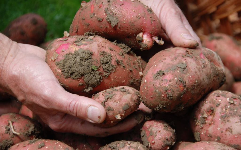 Kartoffeln werden nach der Ernte in einer Hand gehalten.