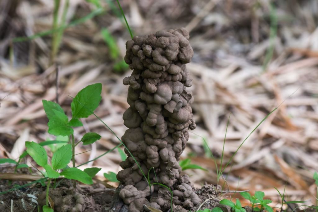 Eine Nahaufnahme von einem Regenwurm-Haufen in einem Garten.