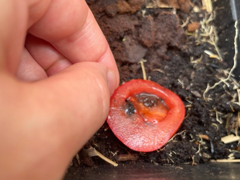 Eine Tomatenscheibe wird in einen Topf mit Blumenerde gelegt. Nahaufnahme.