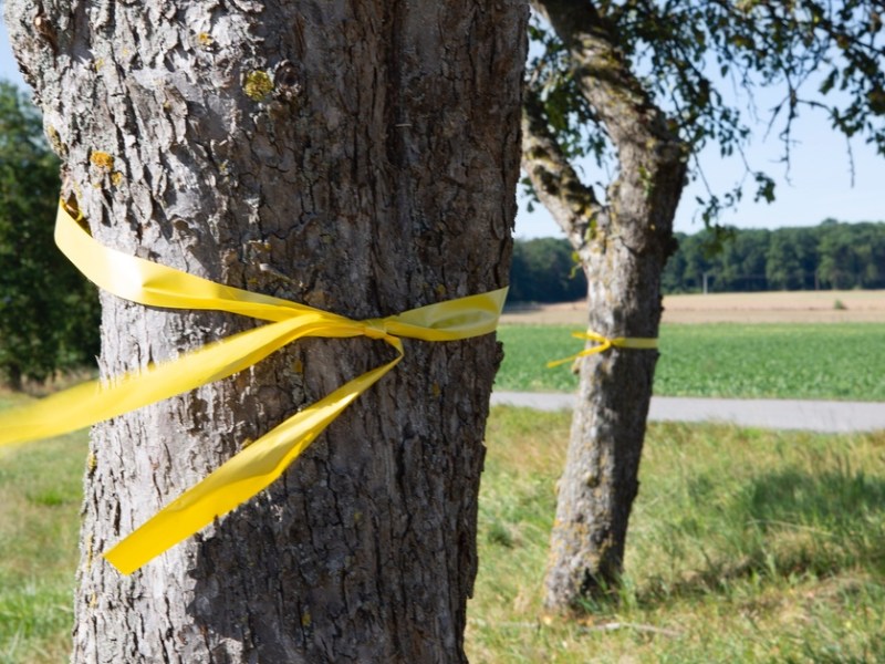 Gelbes Band an einem Obstbaum.