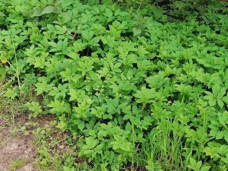 Garten: Mit diesen 4 Pflanzen wirst du Giersch ein für alle Mal los
