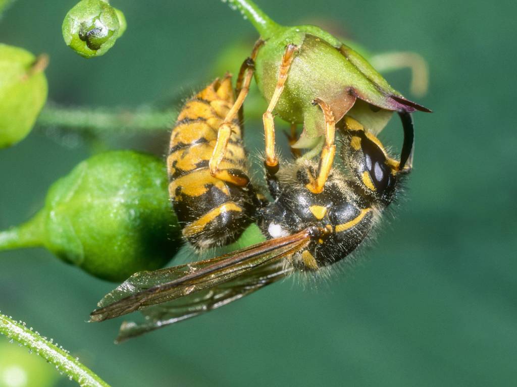 Deutsche Wespe , Wespe bei der Nektaraufnahme an Knotiger Braunwurz.