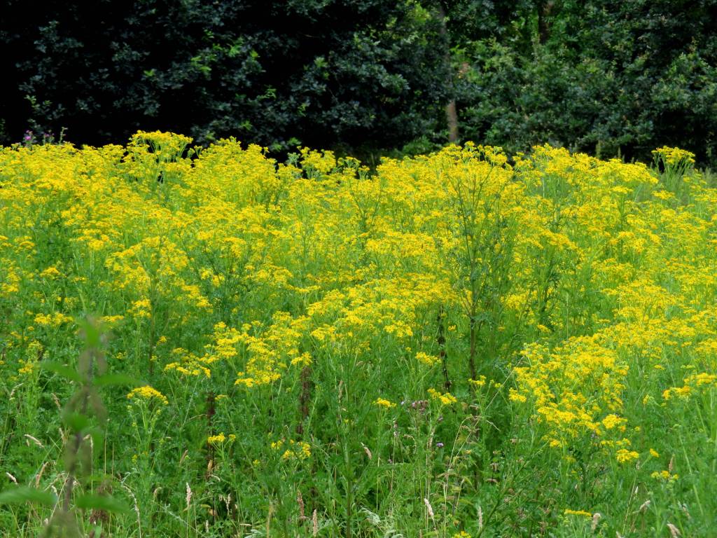 Kreuzkräuter auf einer Wiese.