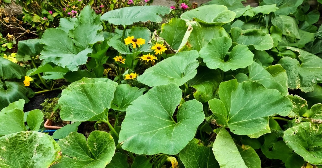 Kürbispflanzen in einem Garten.