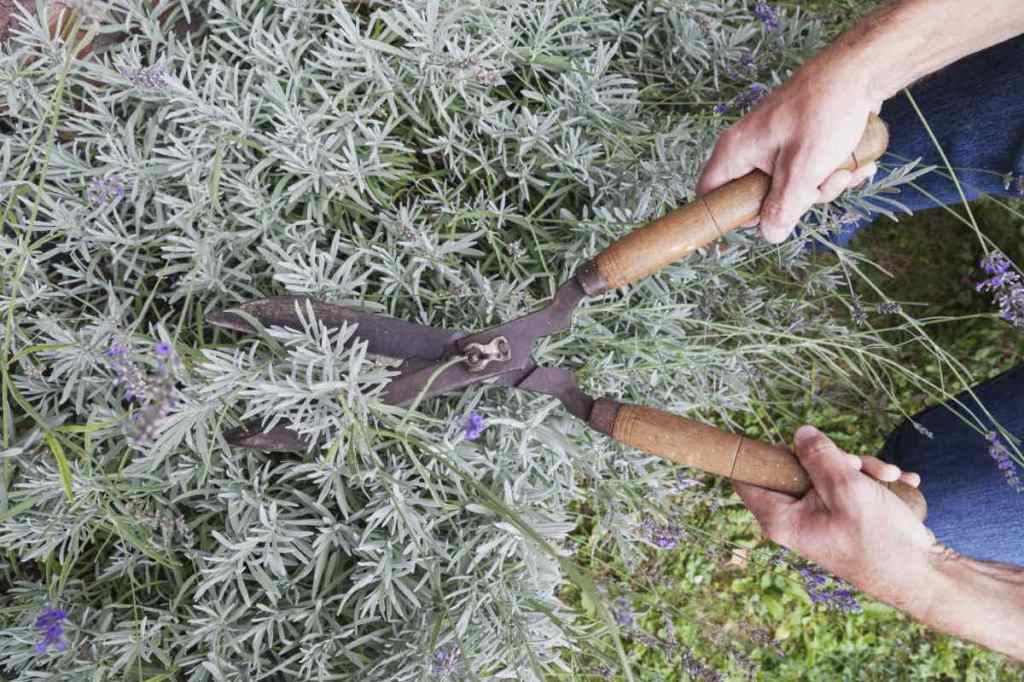 Ein Mann beim Lavendel schneiden im Garten.