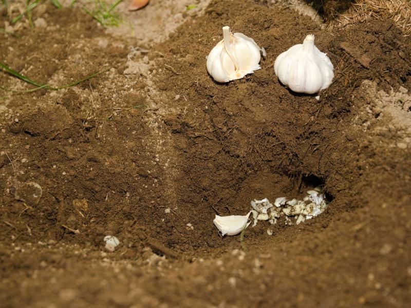 Um einen Maulwurf zu vertreiben, wurde Knoblauch in einen Garten gelegt.