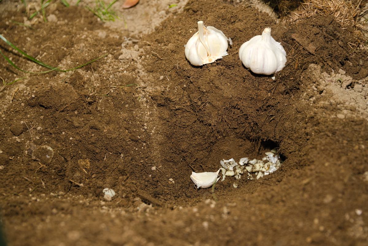 Um einen Maulwurf zu vertreiben, wurde Knoblauch in einen Garten gelegt.