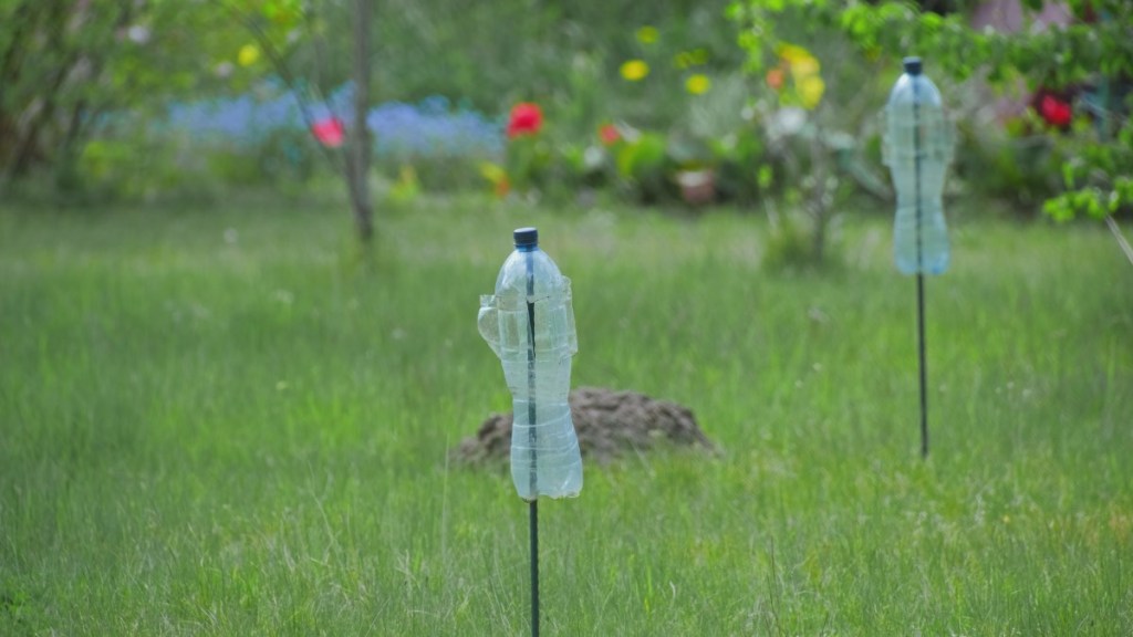 Plastikflaschen auf Metallstäben stecken in einem Rasen, um Maulwürfe zu vertreiben.