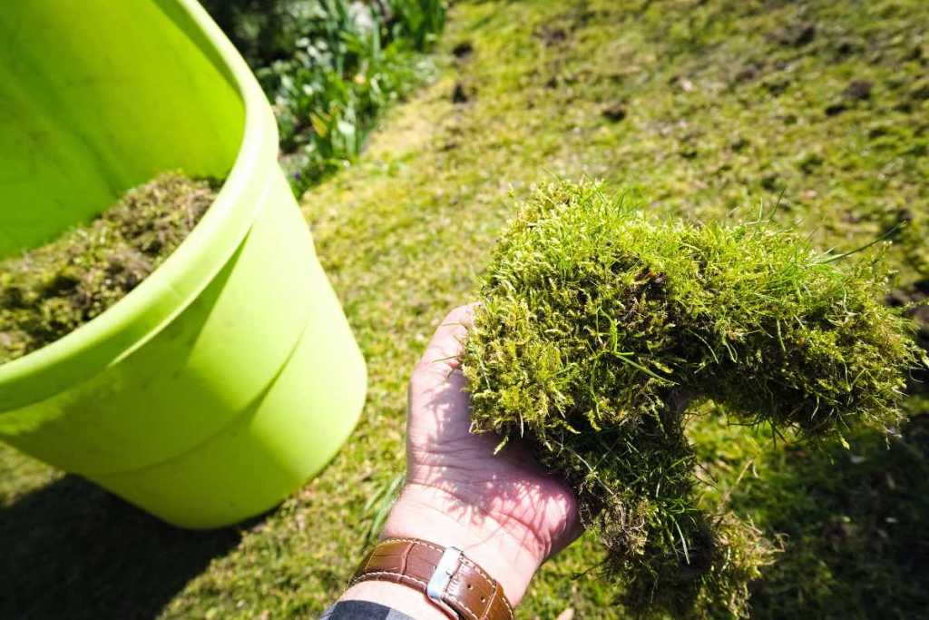 Ein Mann fotografiert sich beim Moos entfernen im Garten und hält ein Moosbündel in der Hand.