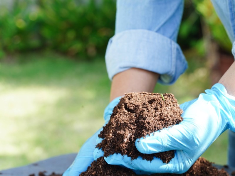 Organischer Dünger wird in einem Garten auf einem Beet verteilt.